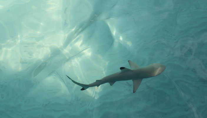 Honeymoon - Bady Shark Diving